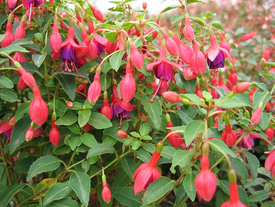 Fuchsia