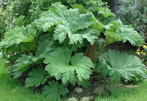 Gunnera Manicata