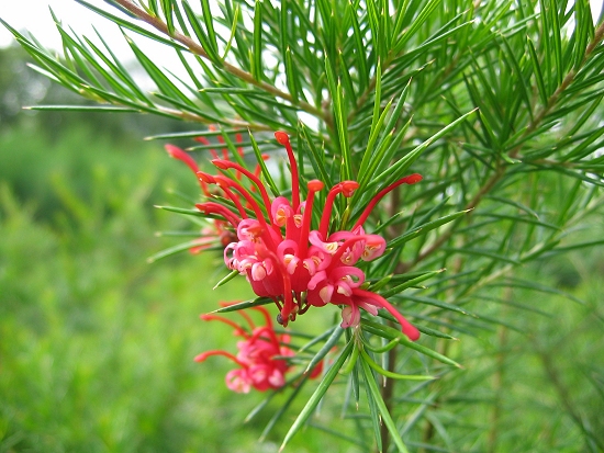 Grevillea
