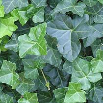 Hedera