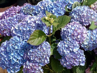 Hortensia Commun