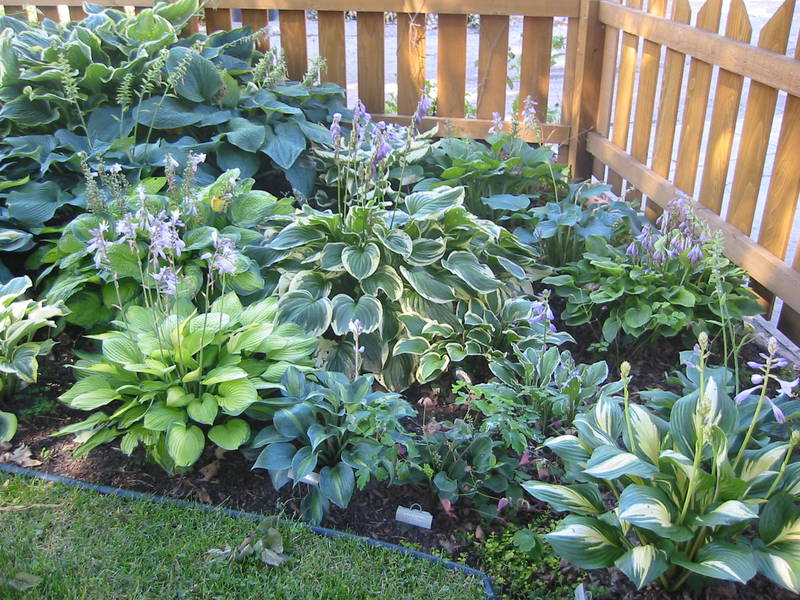 Hosta