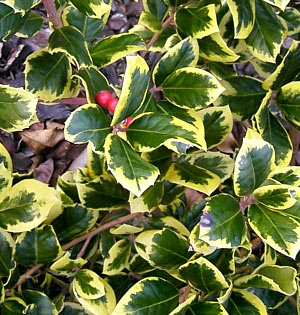 Ilex