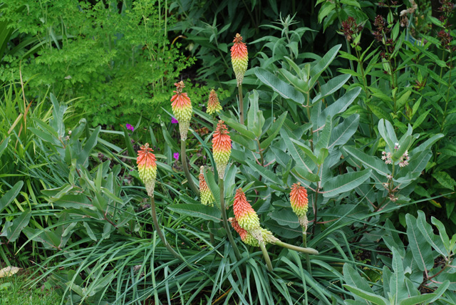 Kniphofia