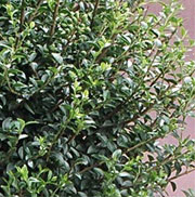 Ligustrum