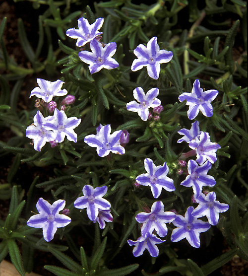 Lithodora
