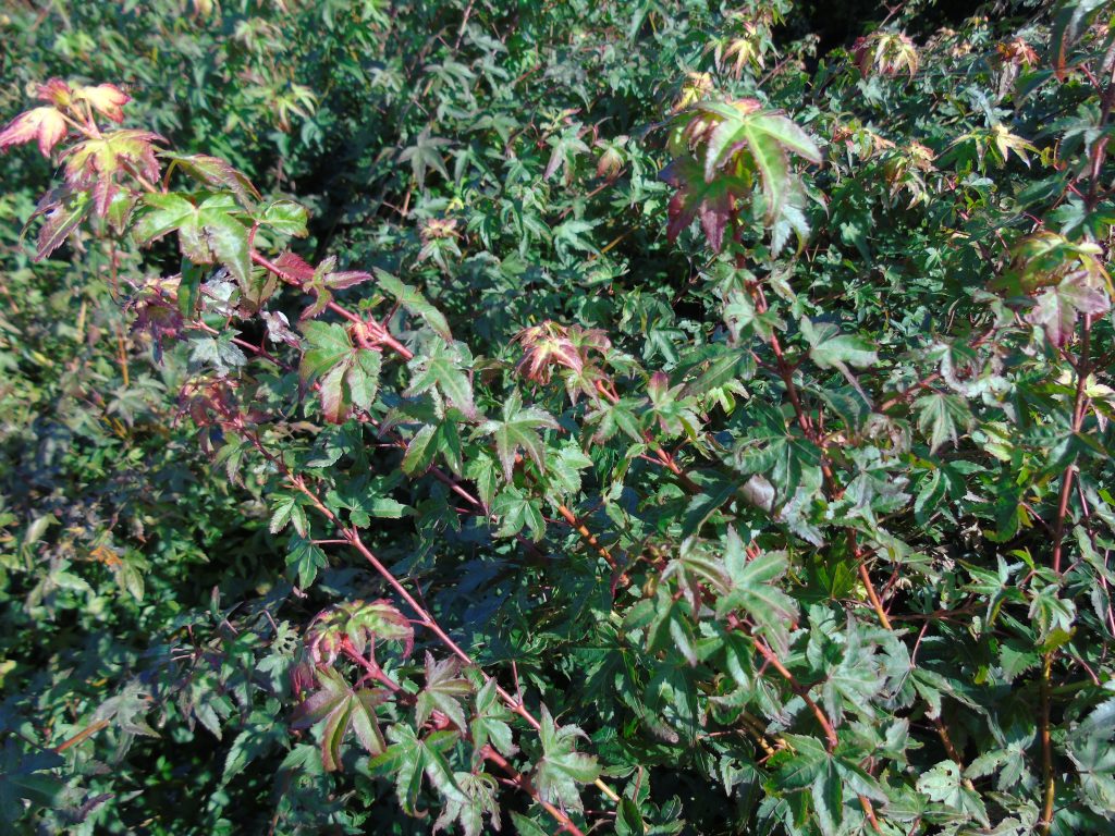 Acer palmatum 'Little Princess'