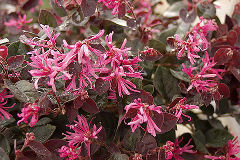 Loropetalum