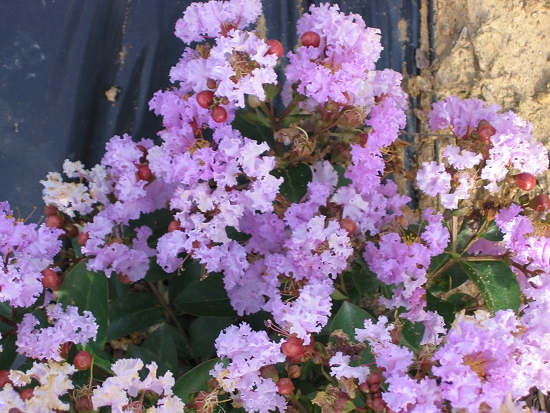 Lagerstroemia Nain