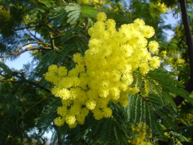 Acacia Dealbata (Mimosa)