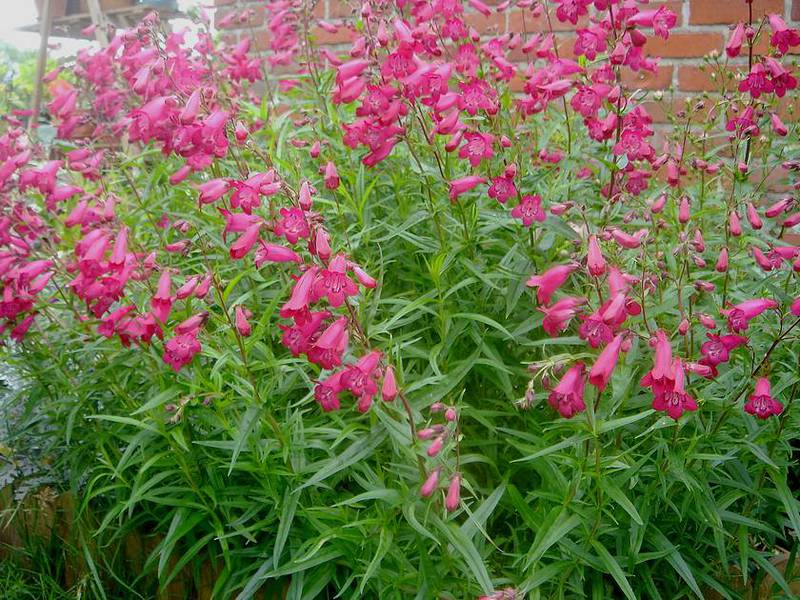 Penstemon