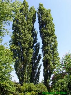 Populus Nigra Italica (Peuplier Noir d'Italie)