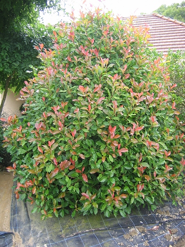 Photinia Red Robin