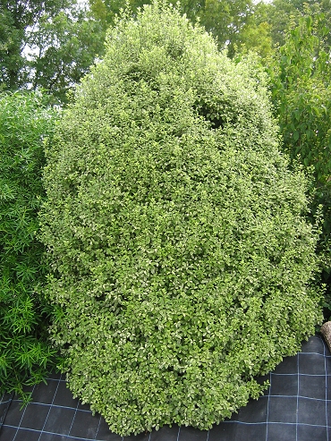 Pittosporum