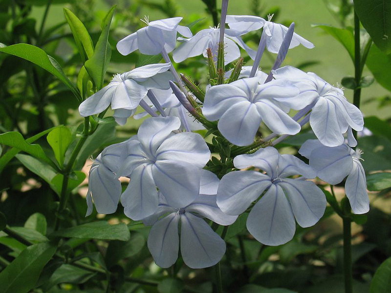 Plumbago