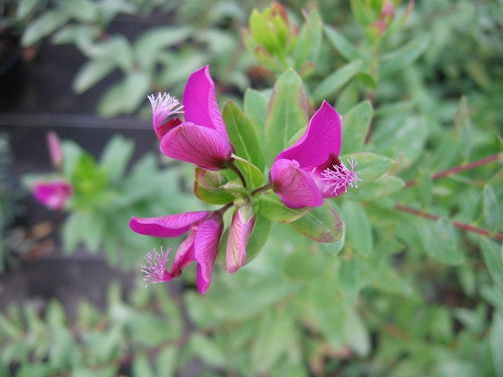 Polygala