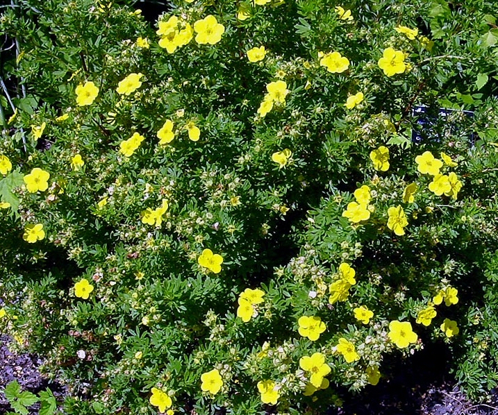 Potentilla
