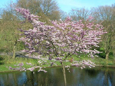 Prunus (Cerisier à Fleurs)