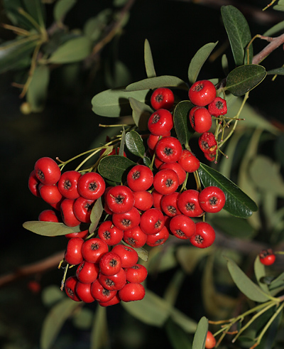 Pyracantha (buisson ardent)