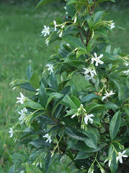 Rhyncospermum : Trachelospermum