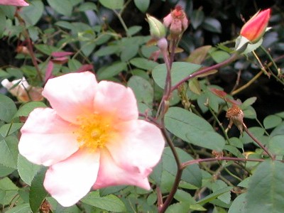 Rosa (Rosier)