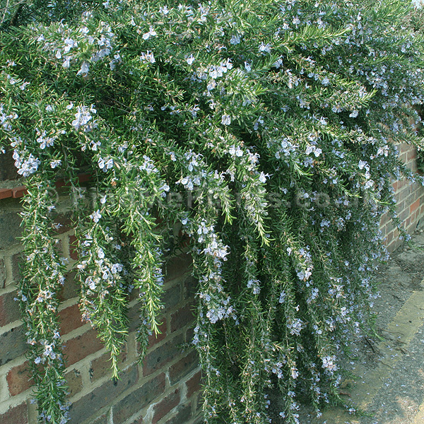 Rosmarinus (Romarin)