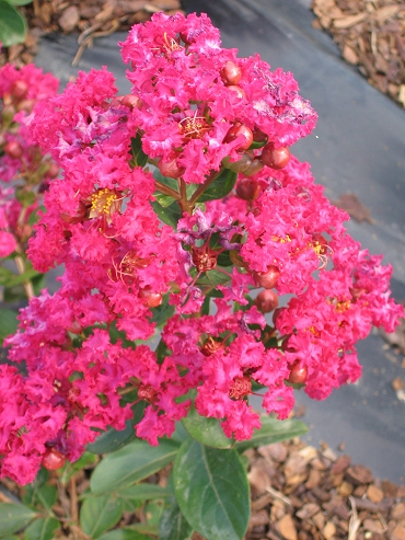 Lagerstroemia