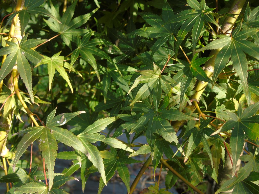 Acer palmatum 'Ruysen'