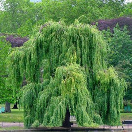 Salix