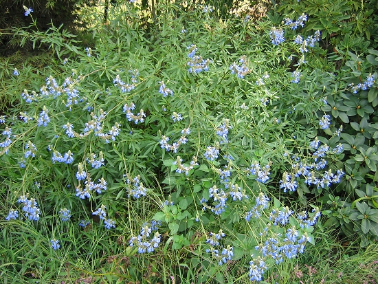 Salvia (Sauge arbustive)
