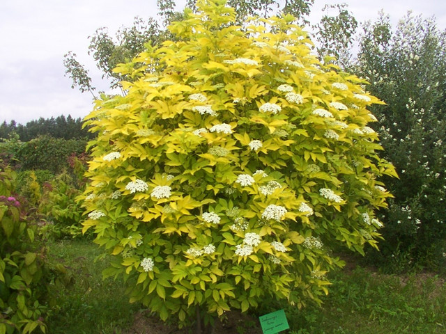 Sambucus Nigra Aurea (Sureau doré)