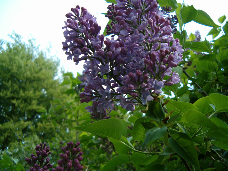 Syringa (Lilas)