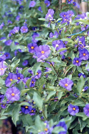 Solanum Blanc Bleu