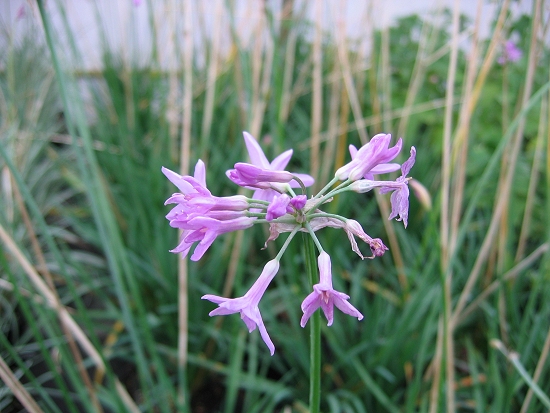 Thulbagia Violacea