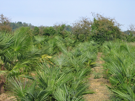 Trachycarpus Fortunei (chamærops excelsa)