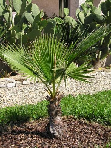 Washingtonia Filifera