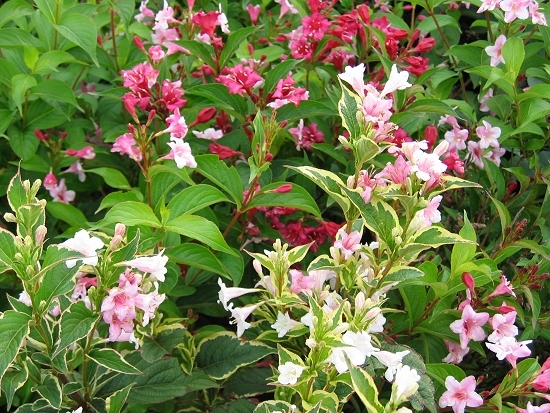 Weigela